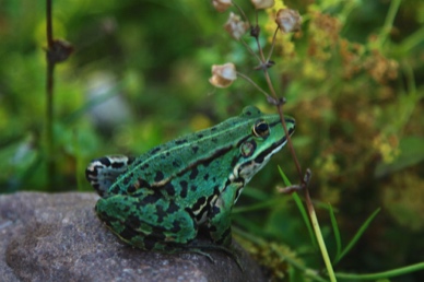 Stacks Image 1441